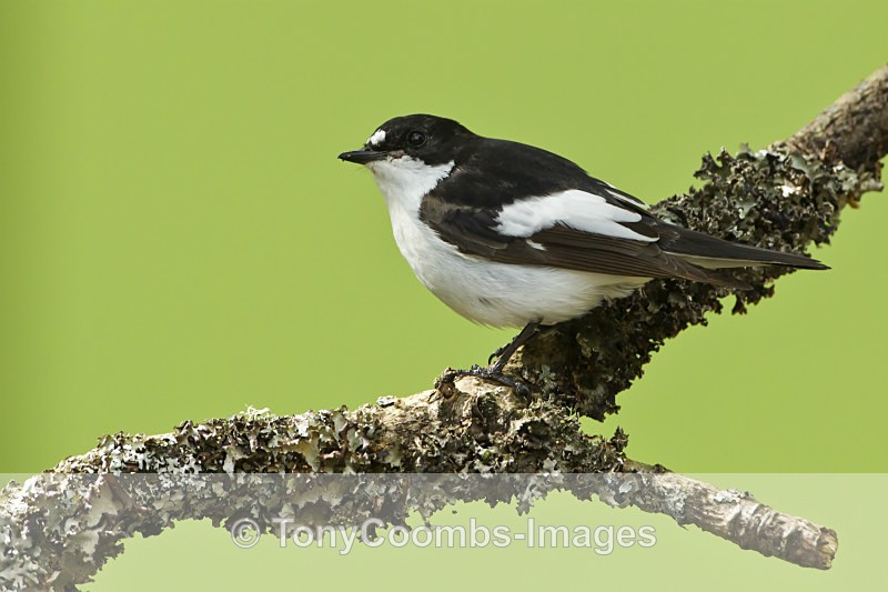 Pied Flycatcher (m) - Birds