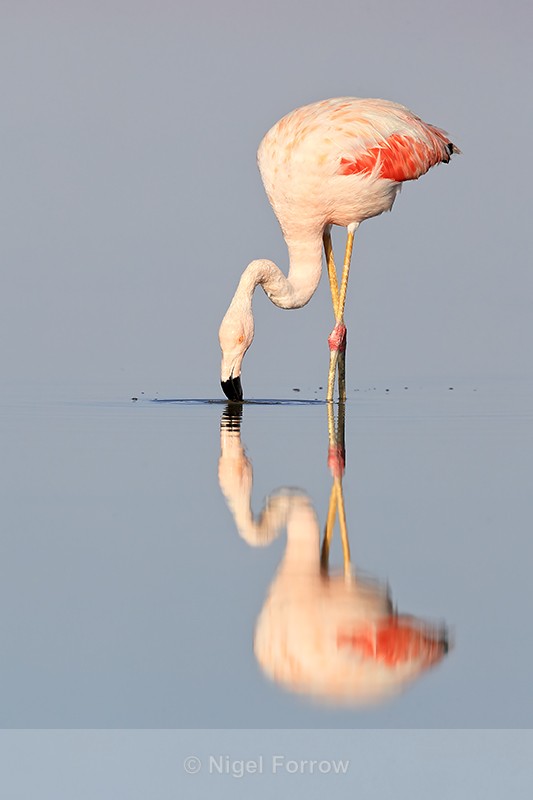 Reflection of Chilean Flamingo feeding, Chaxa, Chile - Chilean Flamingo