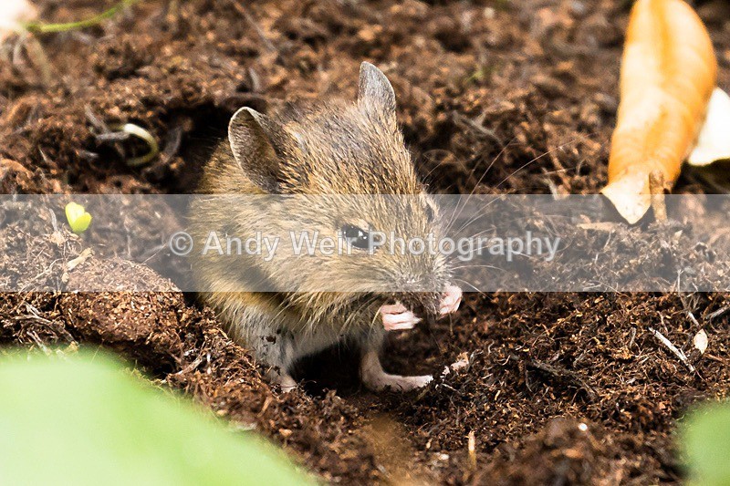 170705-untitled0016 - Wood Mouse