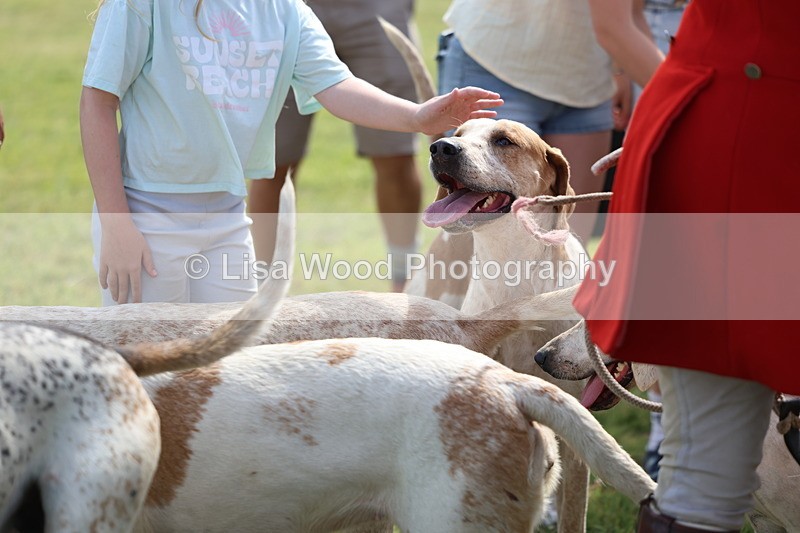 3E7A0201 - Parade of Hounds