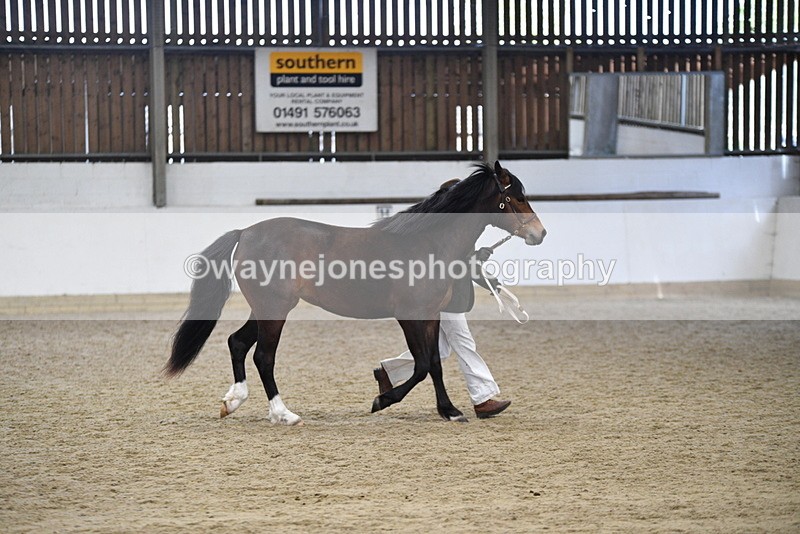 WJ5_5720 - Morning in hand Championship