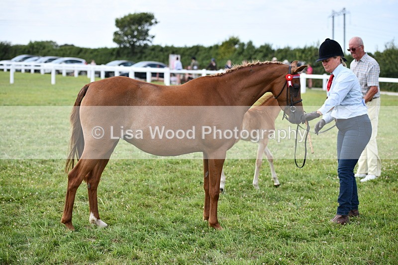 DSC_8649 - Classes 70 and 71: NPS Show Pony Brrod Mare and Foal