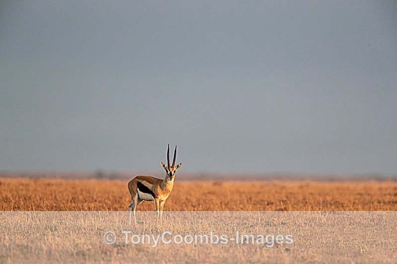 Thomson Gazelle - Mara North ~ Other Mammals