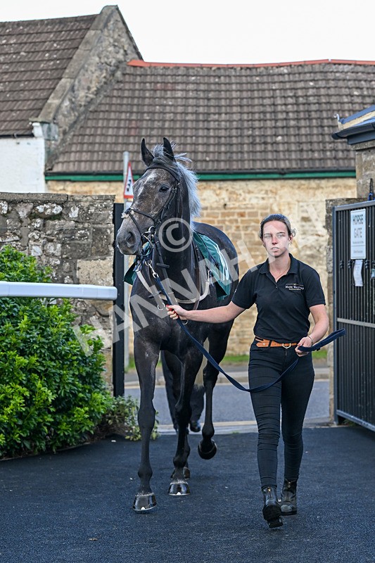 080926-Race 6-Shes A Goldigger-2897 - Race 6 4.46pm Download The Raceday Ready App Handicap