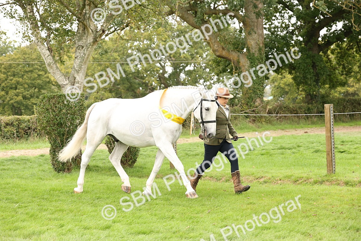 SBM_60846 - In Hand Horse Supreme Championship