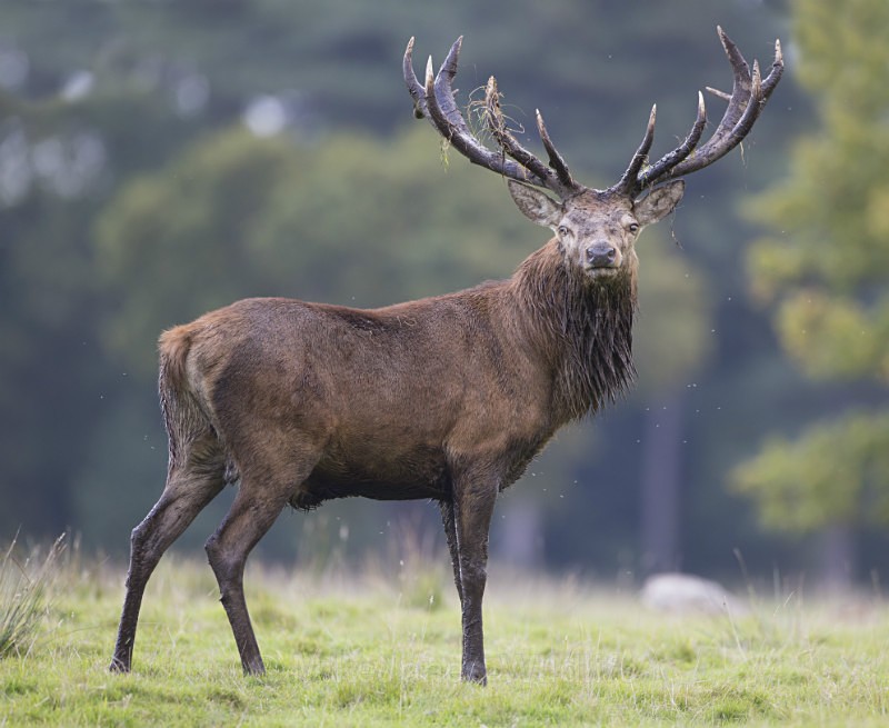 _H5X8948 Red Deer 'Rut' 2015 - New Deer Rut  2015
