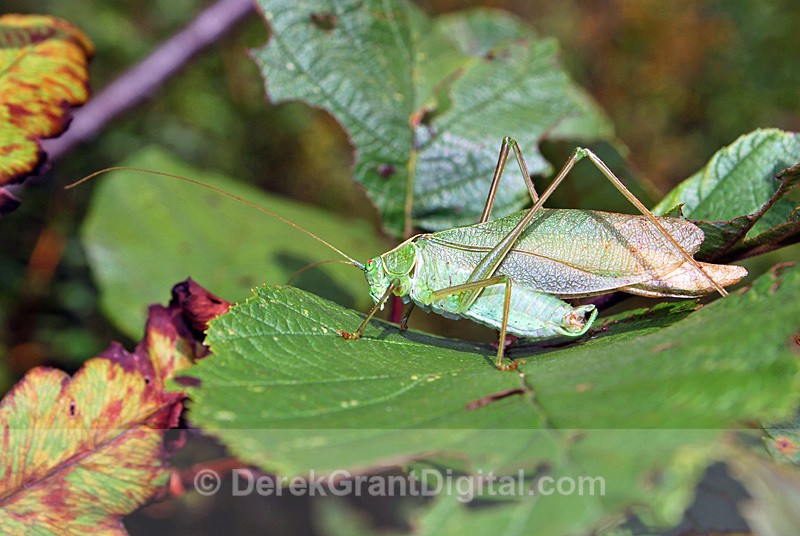 Broad-winged Bush Katydid (m) - Bees, Beetles, Bugs