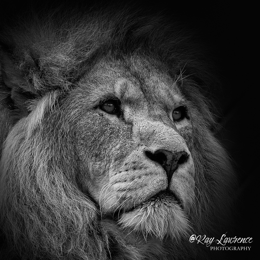 A Regal Portrait -_M8D9693 - Wildlife - Other