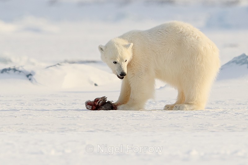 Polar Bear cub & Fulmar carcass, Svalbard, Norway - Polar Bear