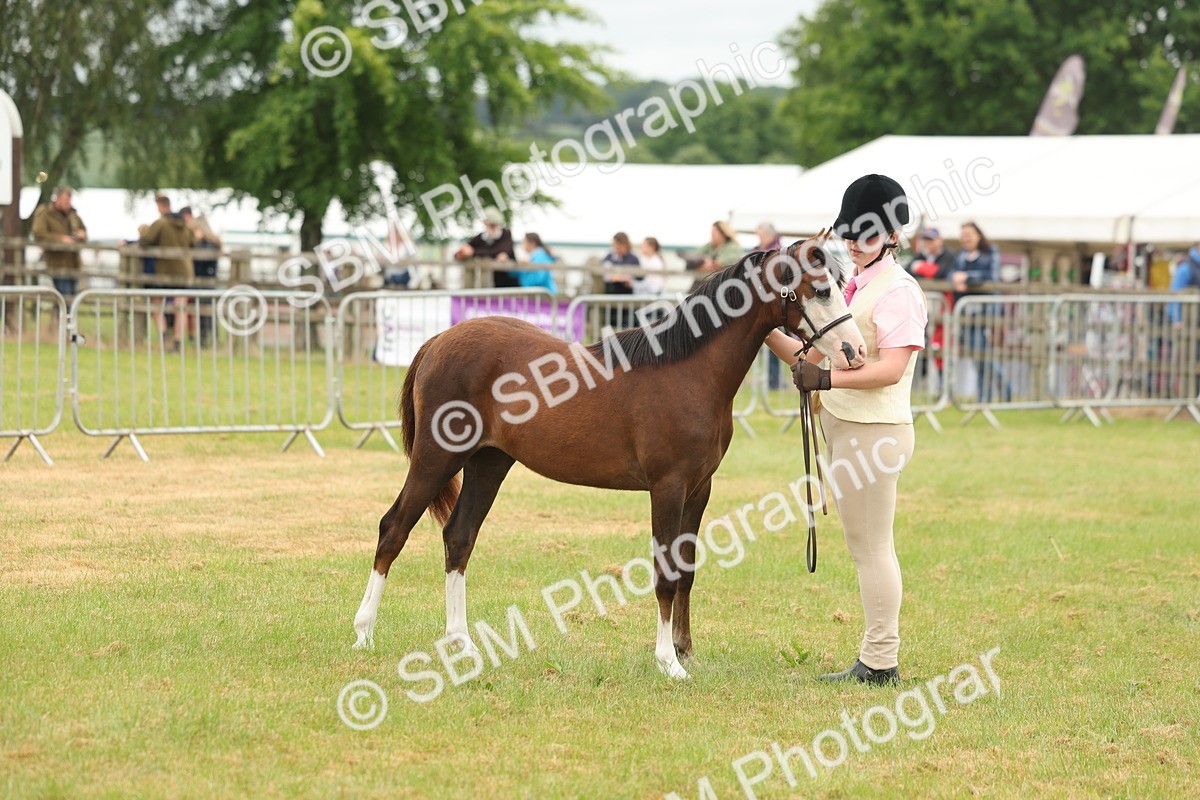 SBM_02179 - Class 50-57 - M&M Welsh Pony In Hand