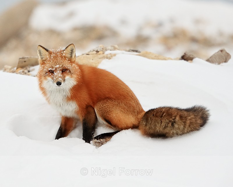 Red Fox at recycling depot, Churchill, Canada - Red Fox