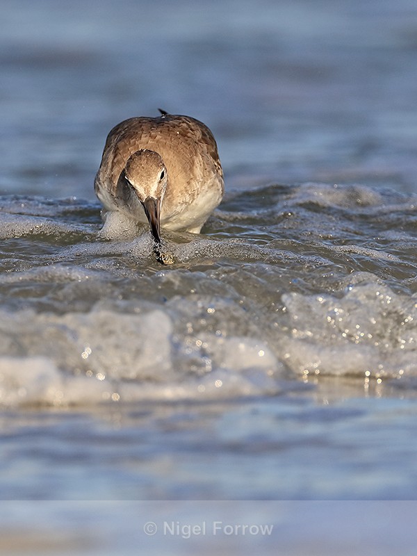 Willet dips shellfish in sea, Fort De Soto Park, Florida - Willet