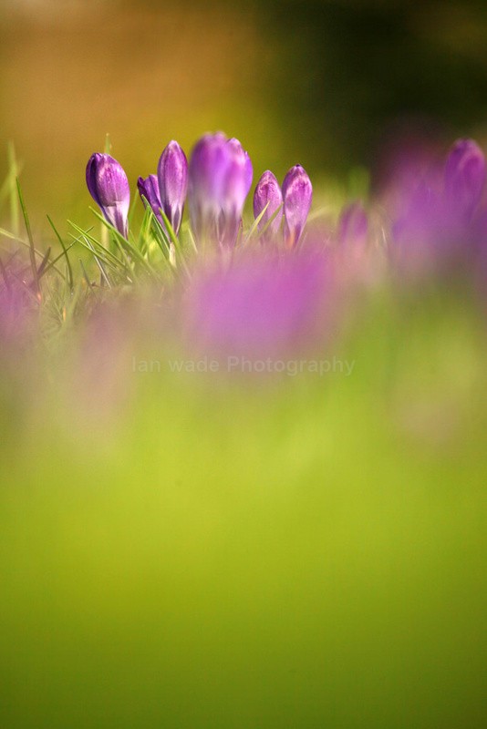  - Wild Flowers,  plants & Fungus photography, Great Britain