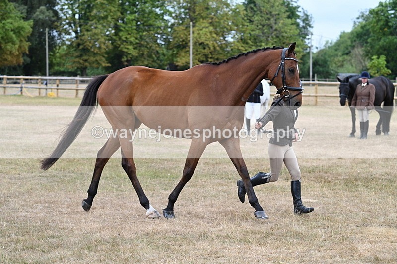 WJ7_0002 - Class 5a Most Handsome Gelding (above 14.2hh)