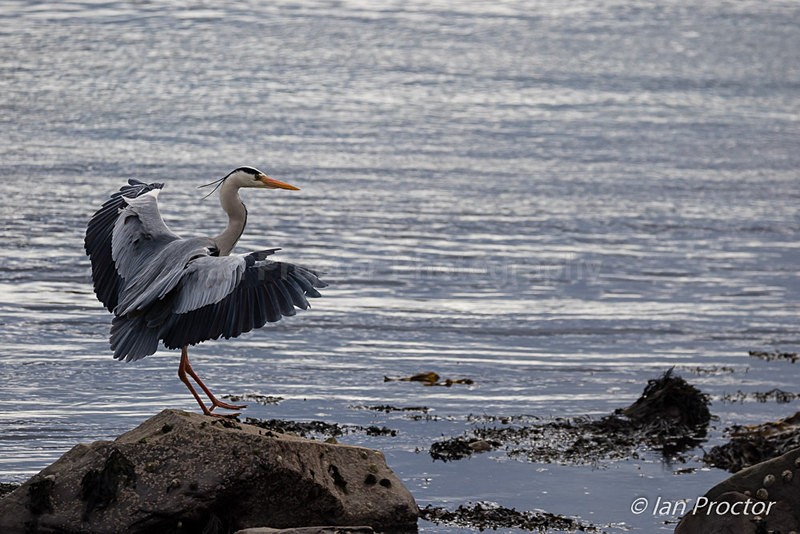 Lets Dance! - Heron on Strangford Lough - Nature
