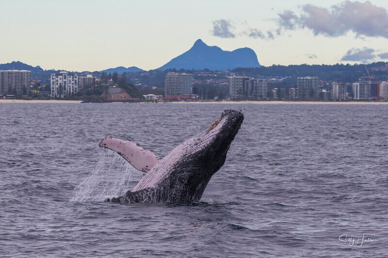 0A3A5494 - 2024 Whale Photos