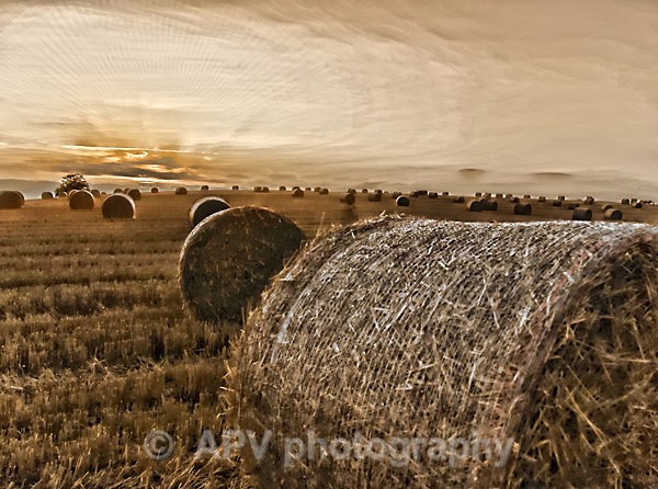 Bales at Dawn - A5 Size cards