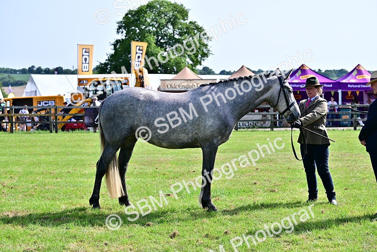 SBM_03323 - Class 50 - 54 Light Horse Breeding