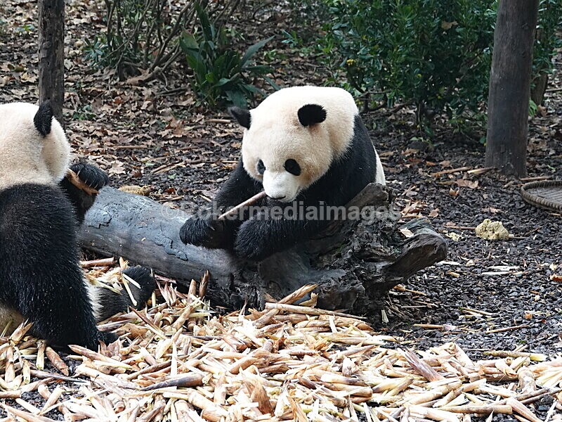 CHINA__0065 - China 2019