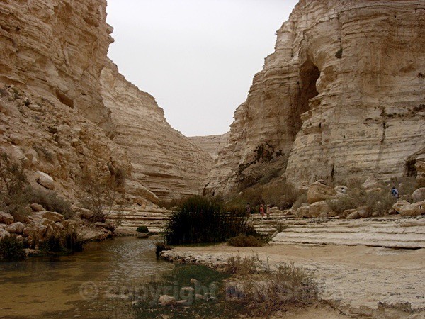 The Zin Canyon, Israel - LANDSCAPES & TREES