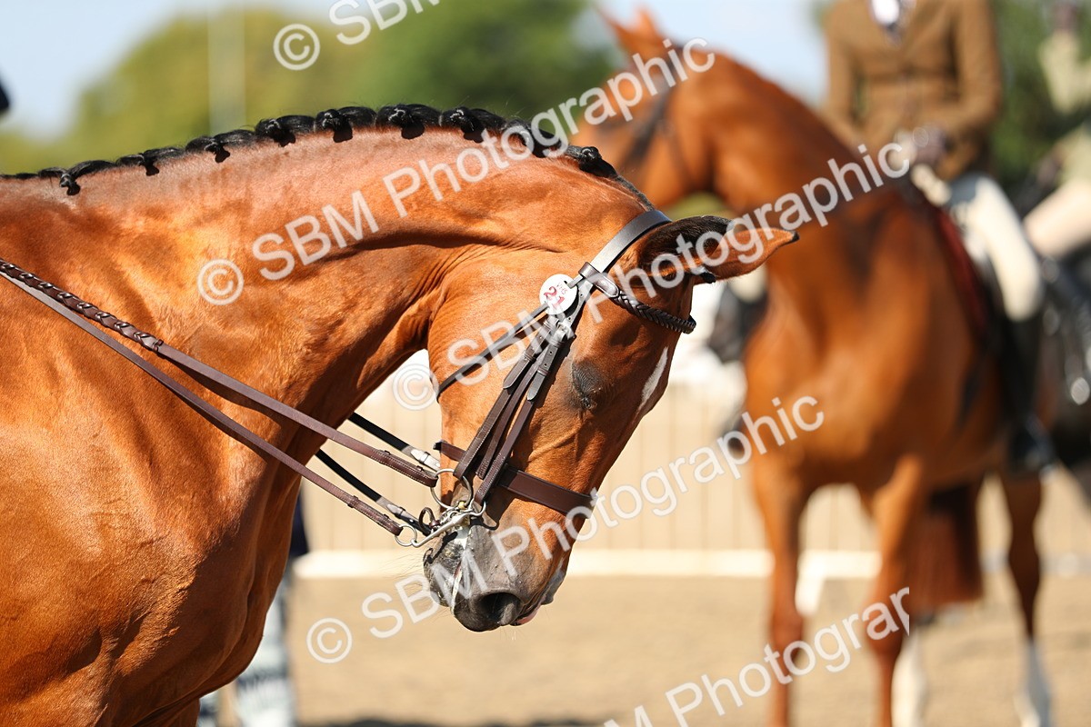 SBM_02267 - Class 43 Ridden Competition Horse/Pony