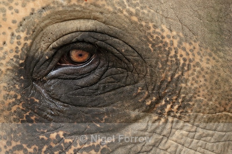 Male Asian Elephant eye, Cambodia - Elephant