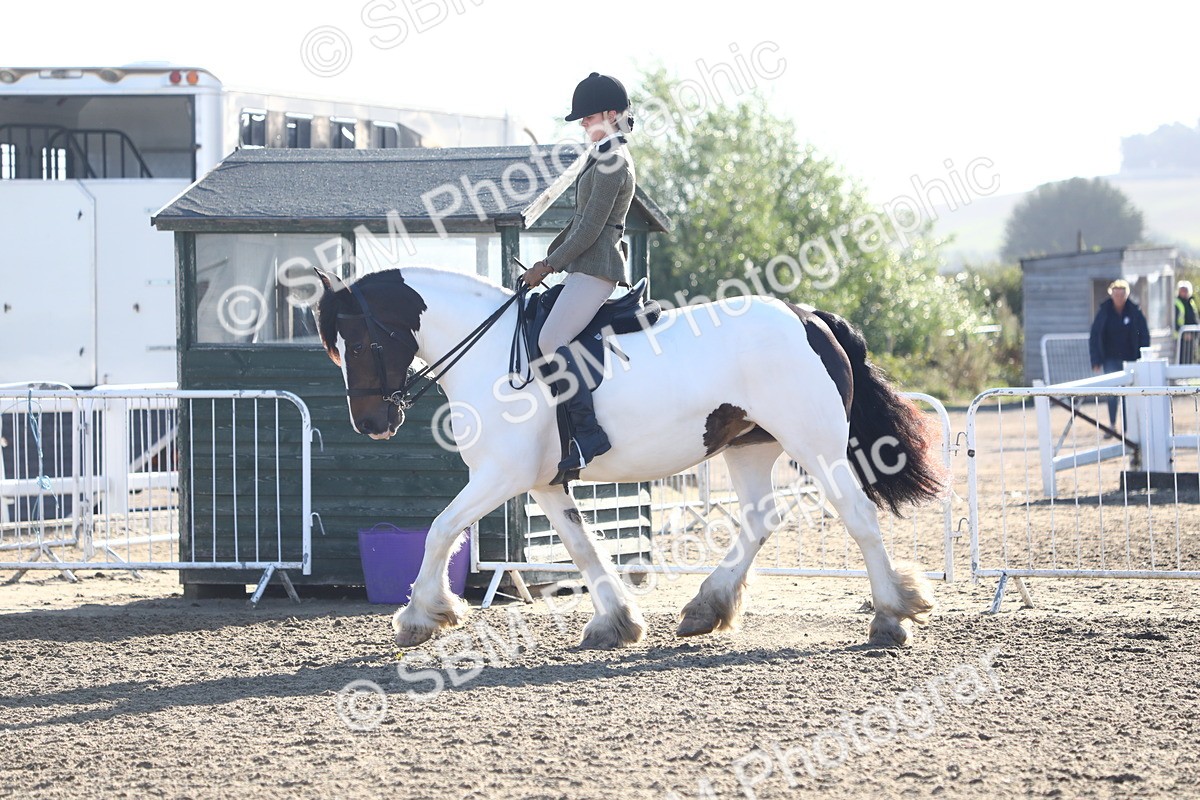 SBM_08578 - Class 502 - Riding Club Horse