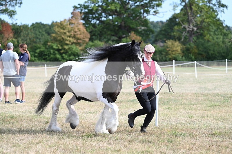 WJ7_8106 - In-hand Championship