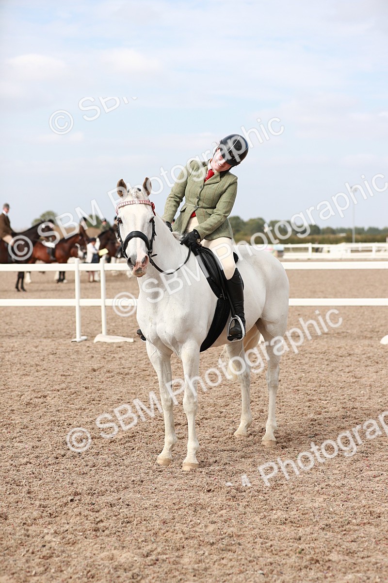 SBM_17542 - Class 215 Ridden Hack/ Riding Horse
