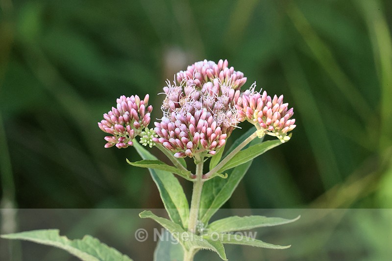 Hemp Agrimony flower head, Arne, Dorset - PLANTS