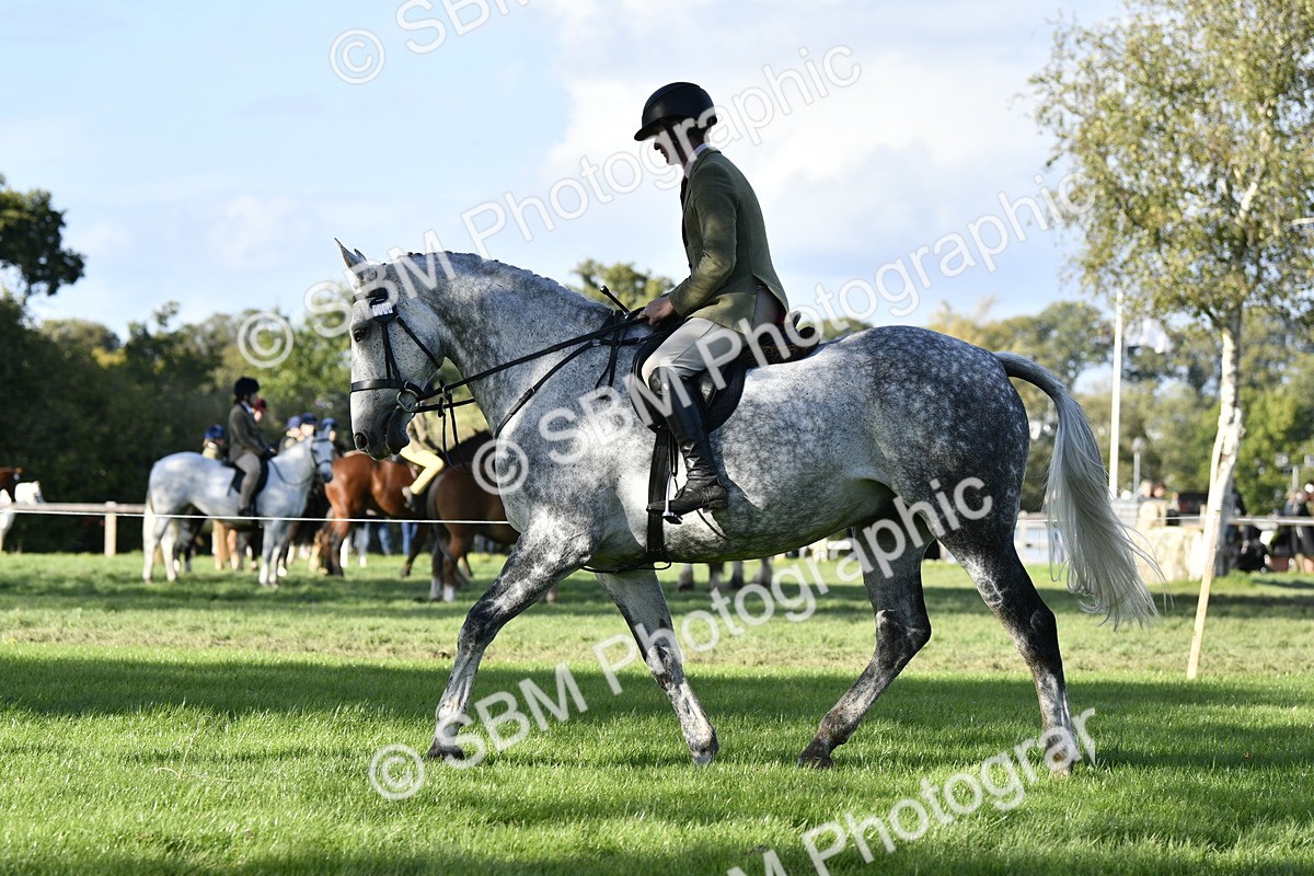 SBM_52226 - S35 - Working Hunter & Working Show Horse