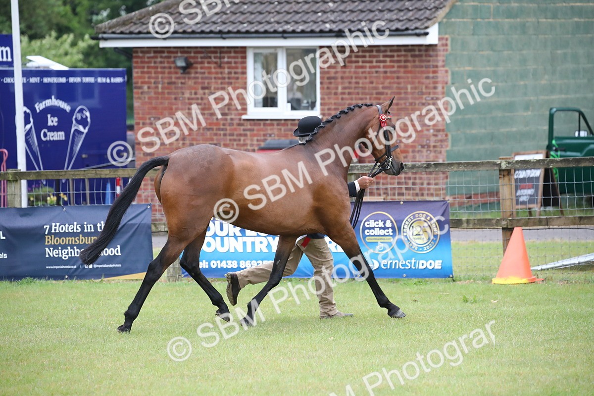 SBM_00237 - Class 17-20 - Arab & Part Bred - Anglo Arab In Hand