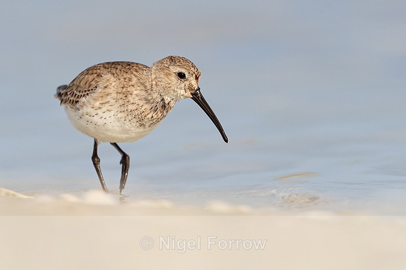 Dunlin walking along lagoon shore, Fort De Soto Park, Florida - Dunlin