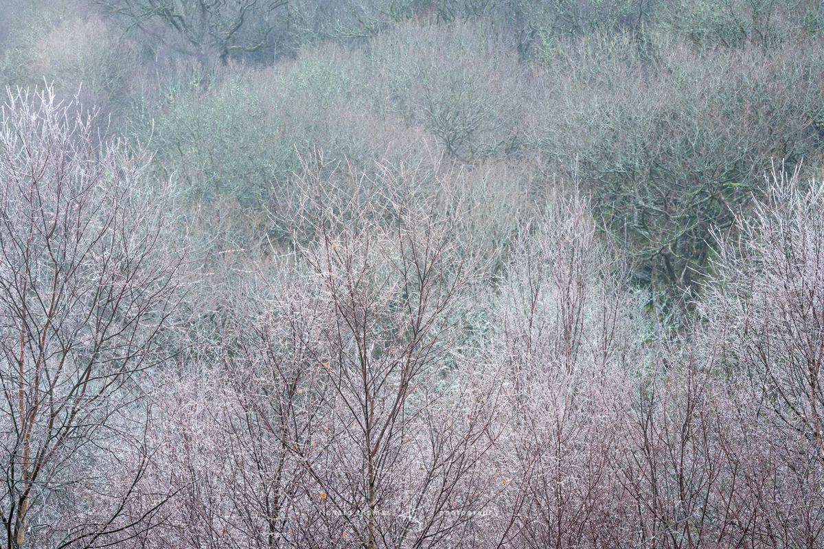 Pearlescent canopy - WINTER
