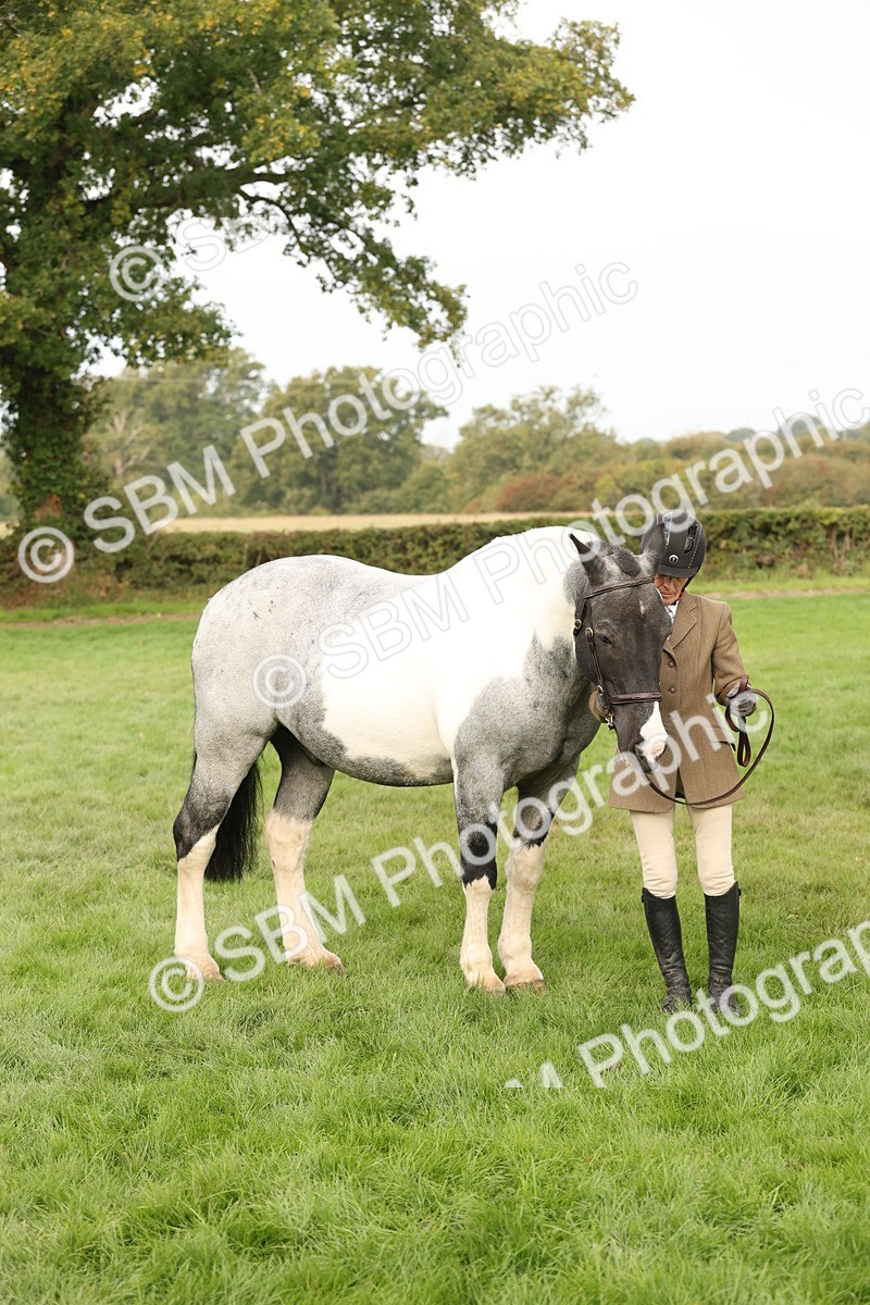 SBM_56810 - S54 - Piebald & Skewbald Horse In Hand