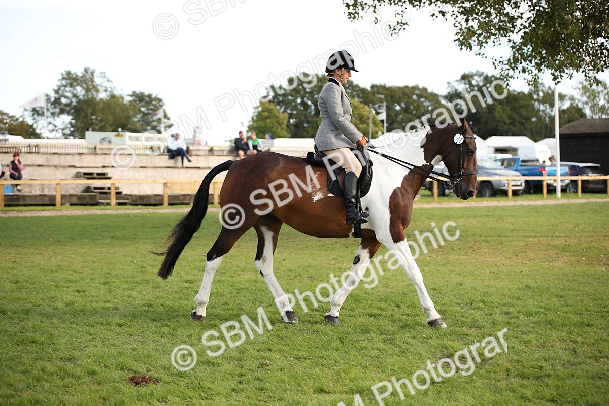 SBM_50200 - S26 - Young Veteran - Ridden