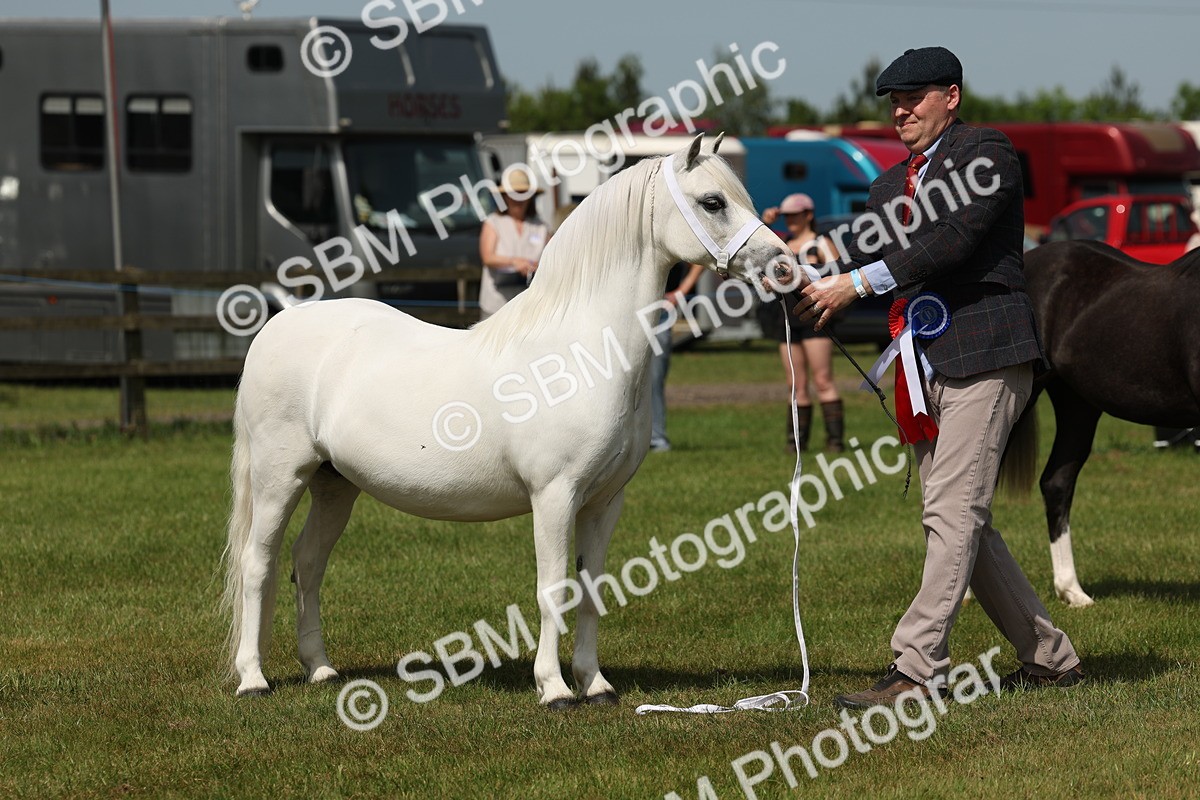 SBM_02413 - Class 6-13 - Mountatin and Moorland In Hand Welsh Breeds
