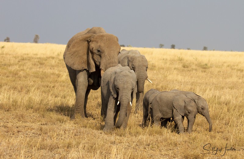 Masai Mara Elephants 4