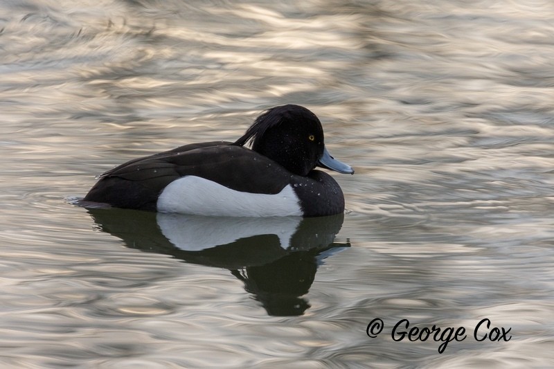 Tufted Duck Attenborough - Attenborough Nature Reserve
