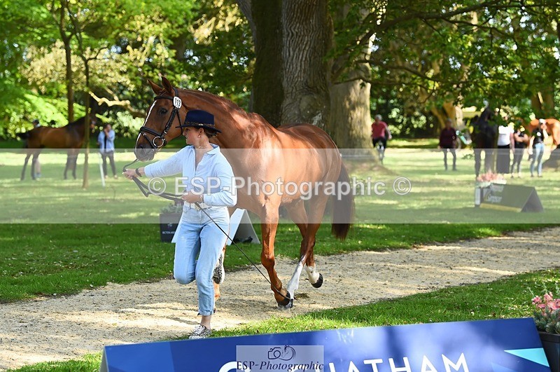 230524-164508-01066 - 113-I'M_A_WONDER-Rosie_Fry-WEDTrotUp+DR