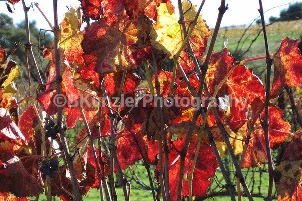  - Wine Country
