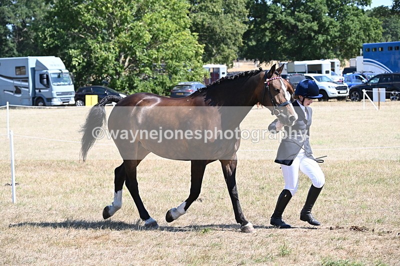 WJ6_8632 - Class 37b Best Loan Pony In-hand