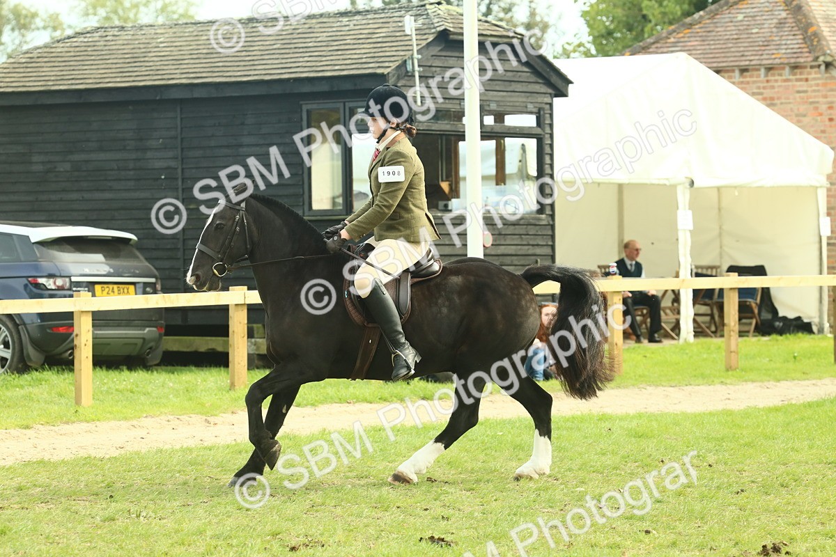 SBM_68253 - S58 - Mini Show Cob Ridden
