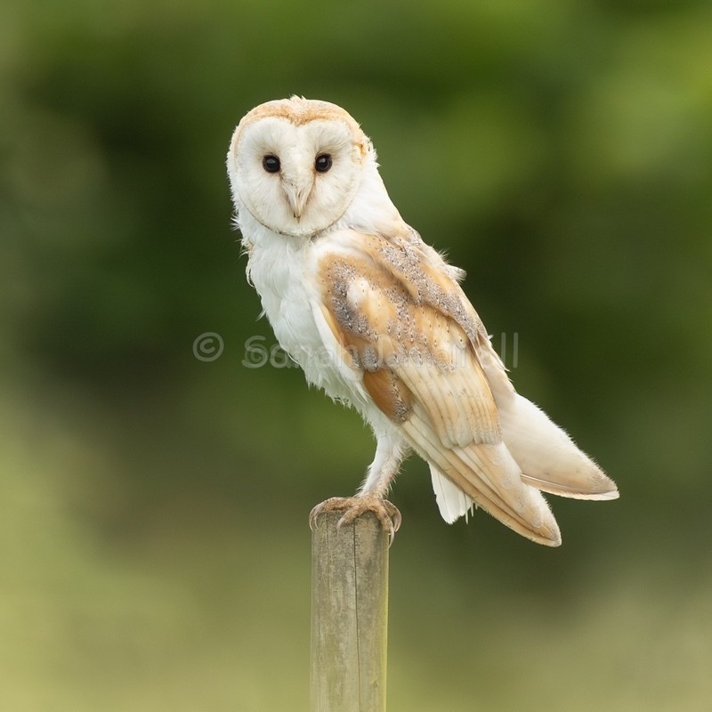 Summer Barn Owl 202611 - Greeting Cards