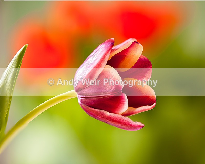 20130317-_MG_2801-1735 - Plants & Flowers