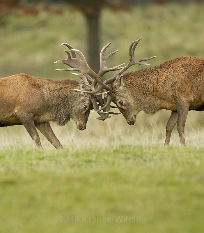 RED DEER RUTTING ref rdr 5 - DEER RUT FOR RED AND FALLOW DEER