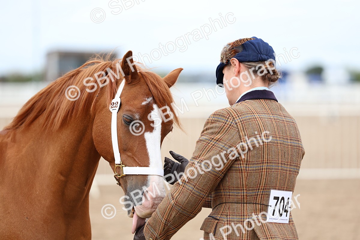 SBM_05976 - Class 29 - IH Veteran Pony