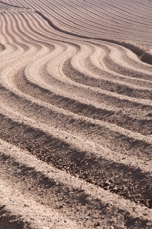 The field - Landscape