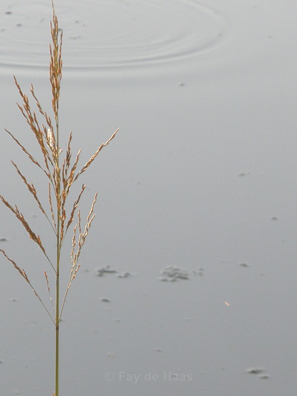  - Tranquility