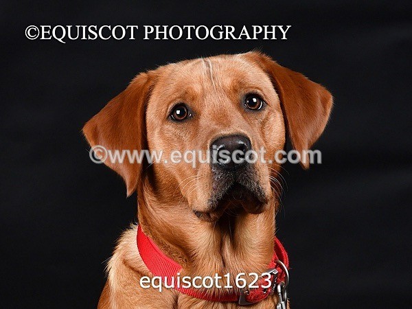 equiscot1623 - PADDY
